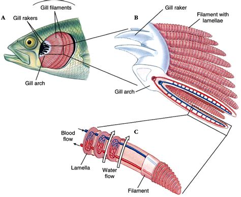 fish gills|Fish Gills .